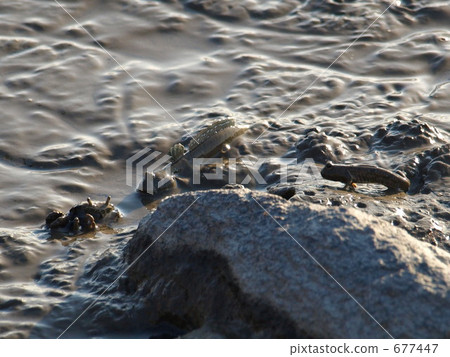 Tidal meeting with tideland 677447