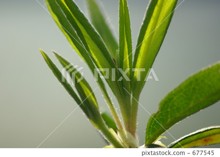 紅知更鳥 綠葉 脈絡 677545