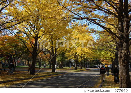 一排銀杏 兩旁種上銀杏樹 大道 677649