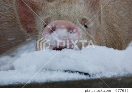 豬 牲畜 家畜 677652