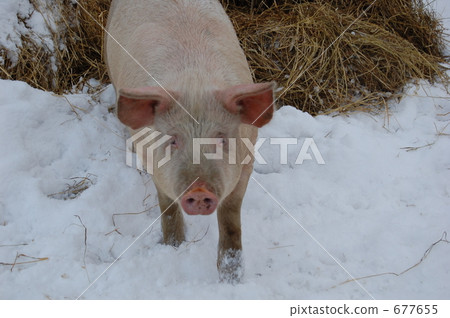 豬 牲畜 家畜 677655