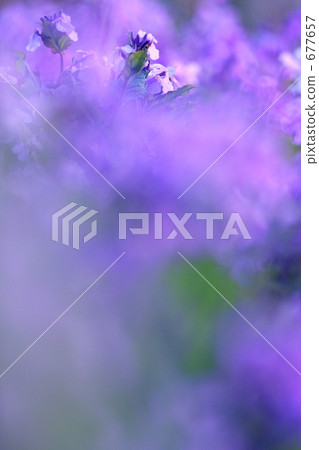 Pale pictures of purple 677657