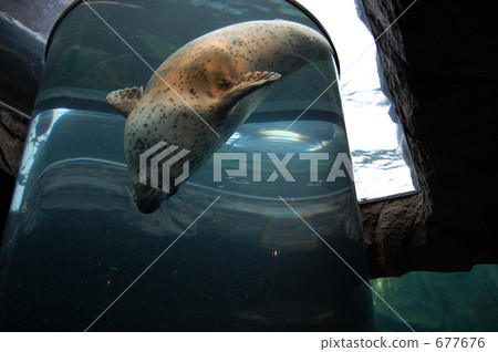 密封 海豹 旭川 677676