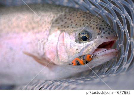 虹鱒魚擊中誘餌 677682