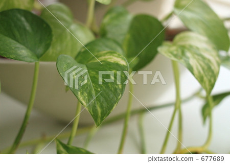 靠窗的房子植物 靠窗的房子植物 677689