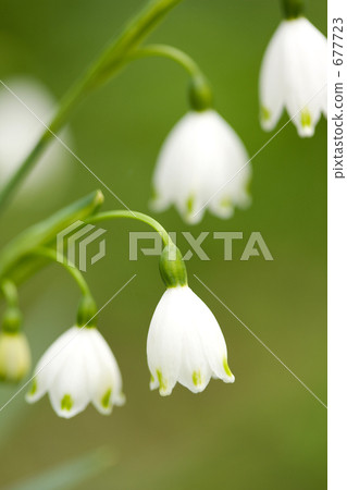 Snowflake flowers Snowflake flowers 677723