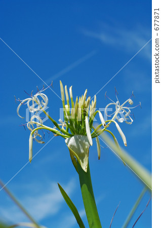 白色哈馬包裹在夏日的天空 677871