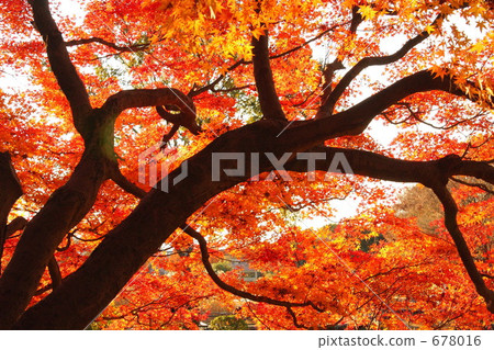 秋葉·昭和紀念公園 秋葉·昭和紀念公園 678016