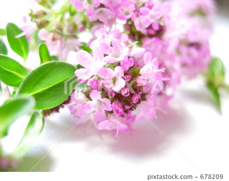 Time flowers 678209