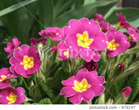 Primula Polyansa 678297