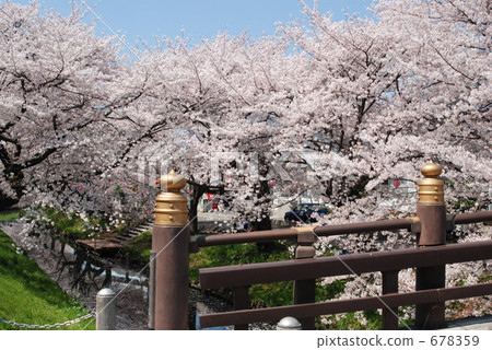 Sakura Shinkawa River Sakura Shinkawa River 678359