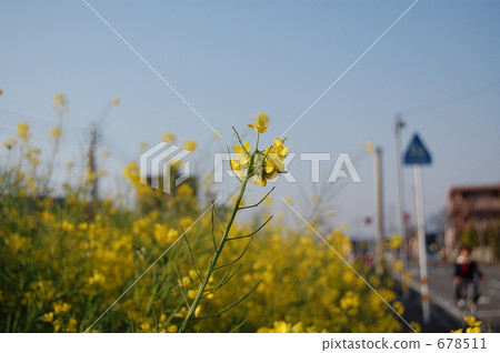 油菜花 油菜 一 678511