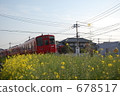 red train, rape, rape blossoms 678517