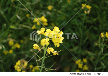 foreground, rape, rape blossoms 678522