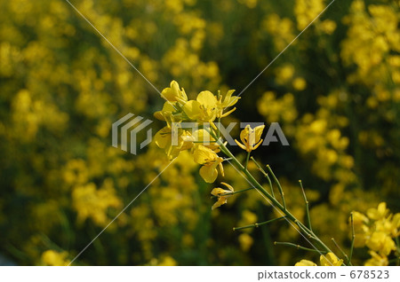 field of rapeseed, rape, rape blossoms 678523