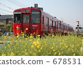 field of rapeseed, electric train, train 678531