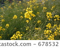 rape, rape blossoms, bloom 678532