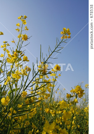 rape, rape blossoms, bloom 678538