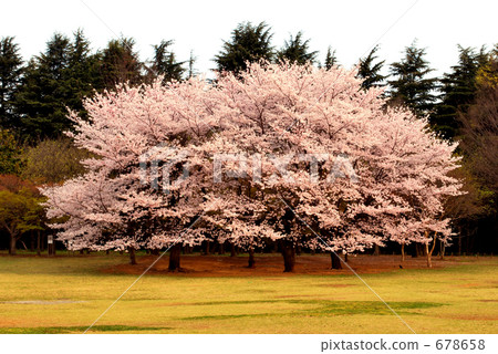 Big cherry tree Big cherry tree 678658