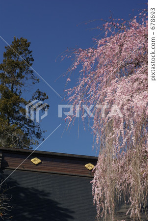 Oitozakura Oitozakura Oitozakura 678693