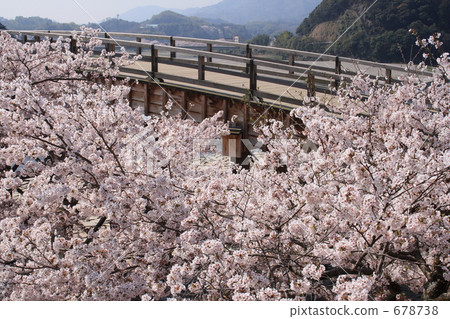 Sakura and Kintai-kyo Bridge 678738
