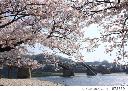 Sakura and Kintai-kyo Bridge 678739