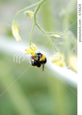 一隻蜜蜂 一隻蜜蜂 678828