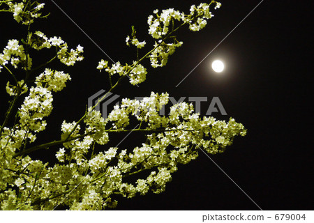 Sakura and moon 679004
