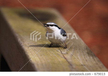 Goblin Goblin 679013