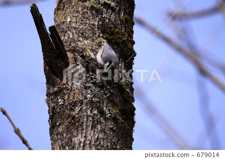 Goblin Goblin 679014