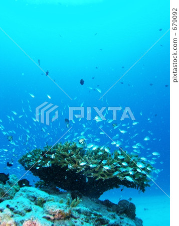 熱帶魚涌向沖繩座間味島珊瑚2的根部 熱帶魚涌向沖繩座間味島珊瑚2的根部 679092
