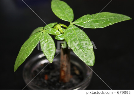 中美木棉屬 萌芽 嫩芽 679093