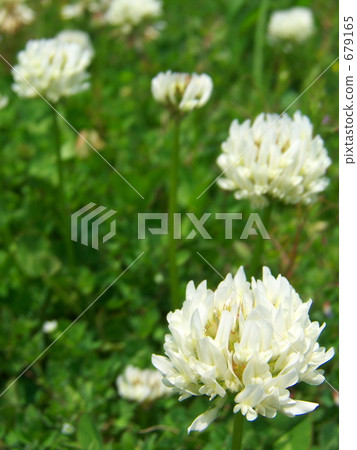 White clover flower White clover flower 679165