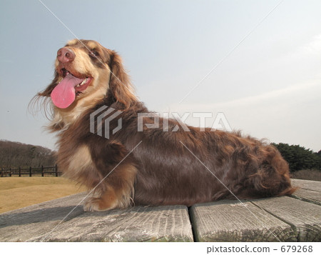 走著迷你臘腸犬 走著迷你臘腸犬 679268