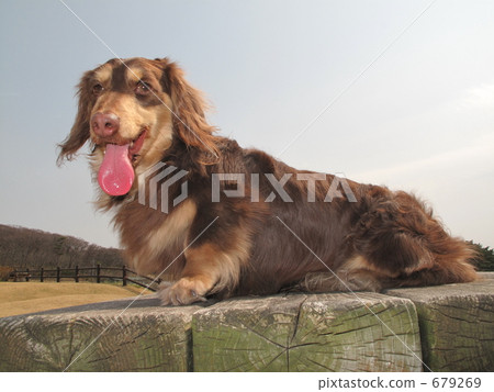 走著迷你臘腸犬 走著迷你臘腸犬 679269
