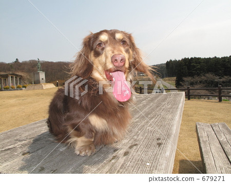 走著迷你臘腸犬 走著迷你臘腸犬 679271