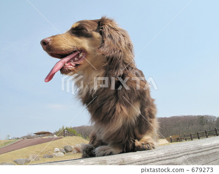 Walk with miniature dachshund Walk with miniature dachshund 679273