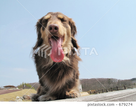 Walk with miniature dachshund Walk with miniature dachshund 679274