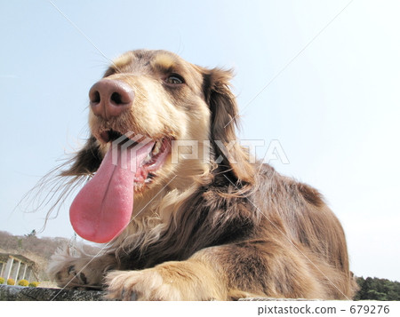 走著迷你臘腸犬 679276