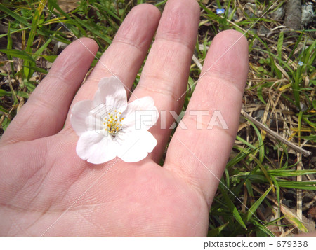 palm, palm of the hand, the palm of one’s hand 679338