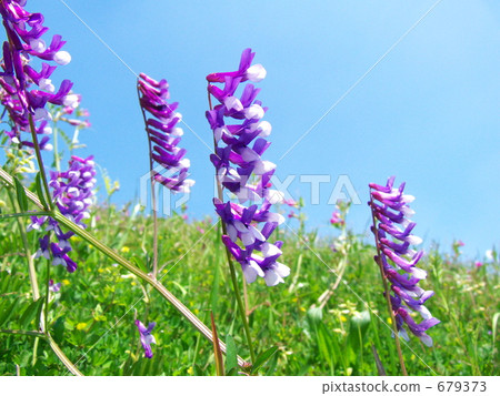 Flower like a flag like a flagwood Flower like a flag like a flagwood 679373