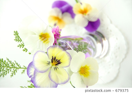 Pansy and viola 679375
