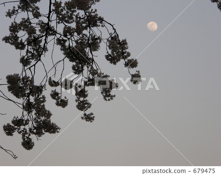 櫻花和月亮在Chidorigafuchi公園 櫻花和月亮在Chidorigafuchi公園 679475