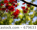 maple, yellow leafe, vermilion 679633