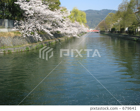 Cherry blossom Okazaki hydrophobic Cherry blossom Okazaki hydrophobic 679641