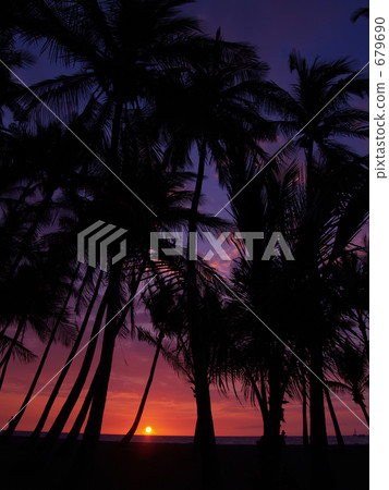 Waikoloa日落和棕櫚樹 679690