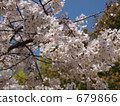櫻花在2009 * 38 679866