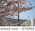 2009年櫻花* 34 679868