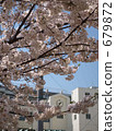 櫻花在2009年* 35 679872