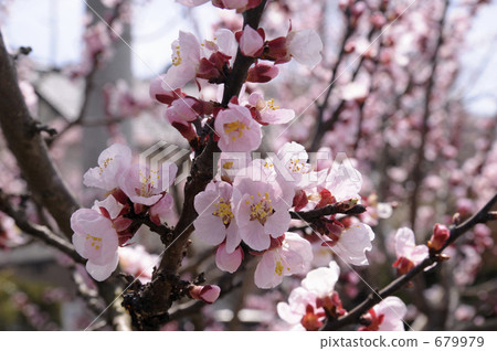 Apricot flowers 679979